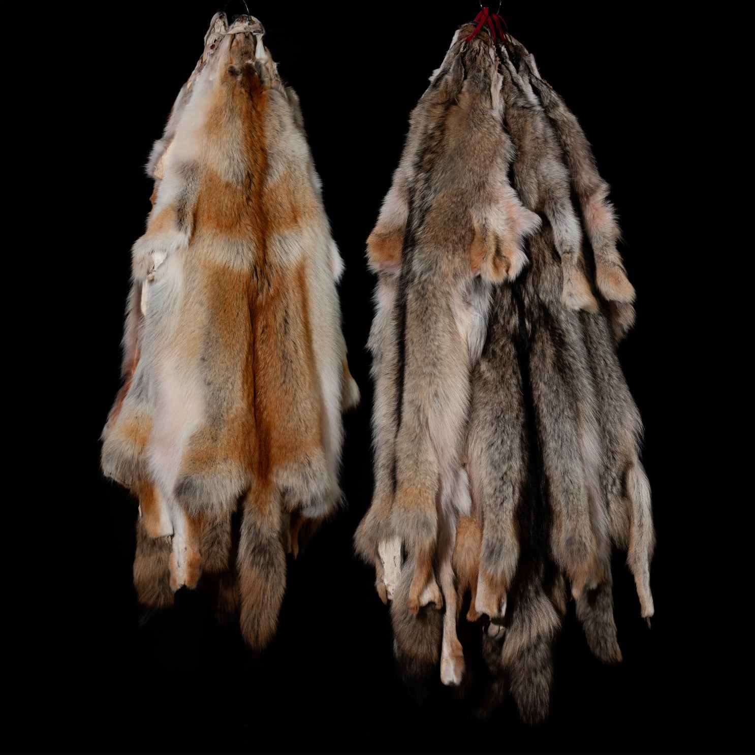 Fourrure, peau de coyote GEULFORT - montage en taxidermie (D'occasion Fourrure, peau de coyote GEULFORT - montage en taxidermie (D'occasion