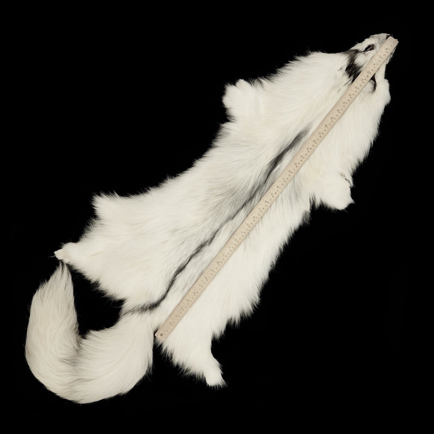 Arctic Marble Frost Fox (measured)