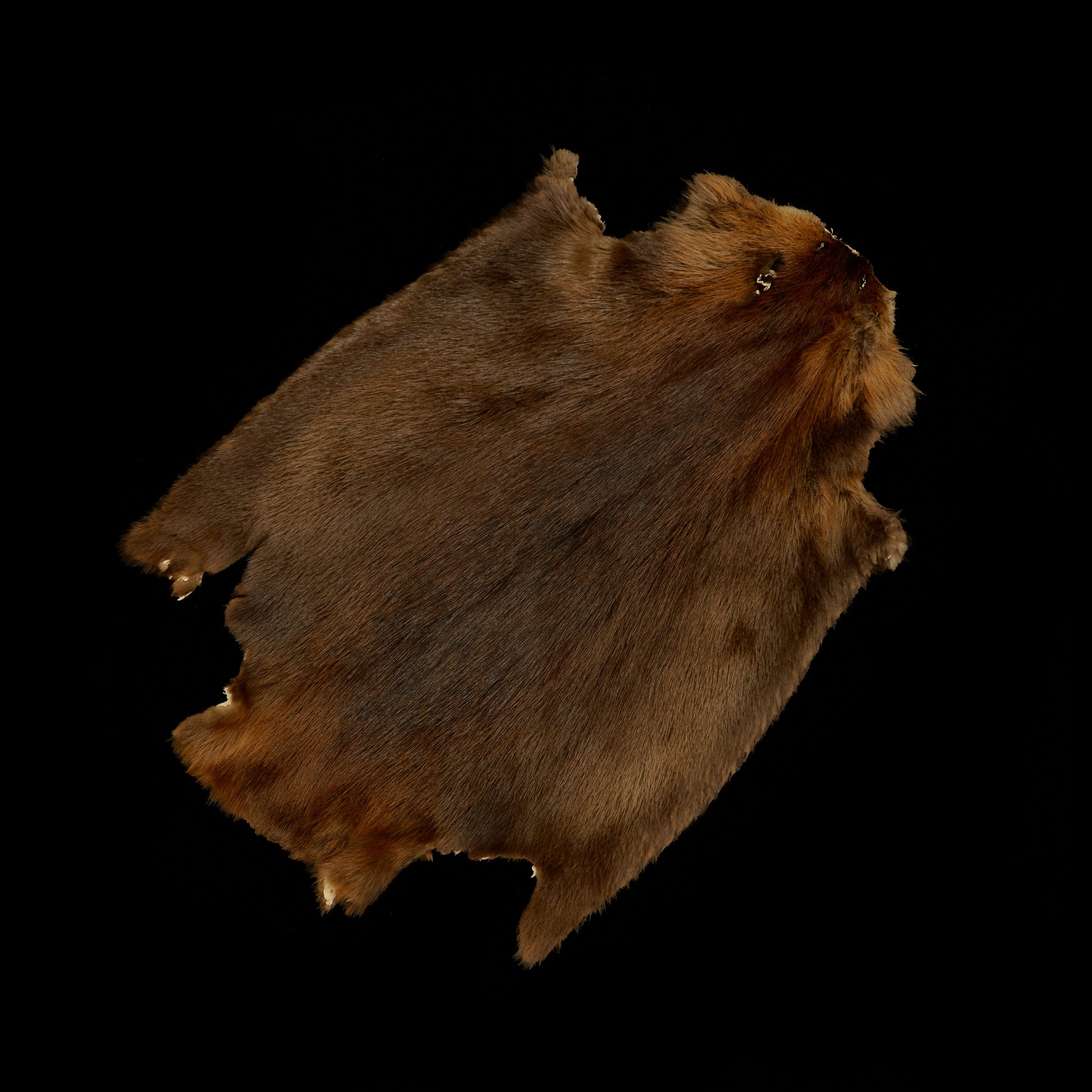 Long Haired Beaver Skin - Natural (jumbo)
