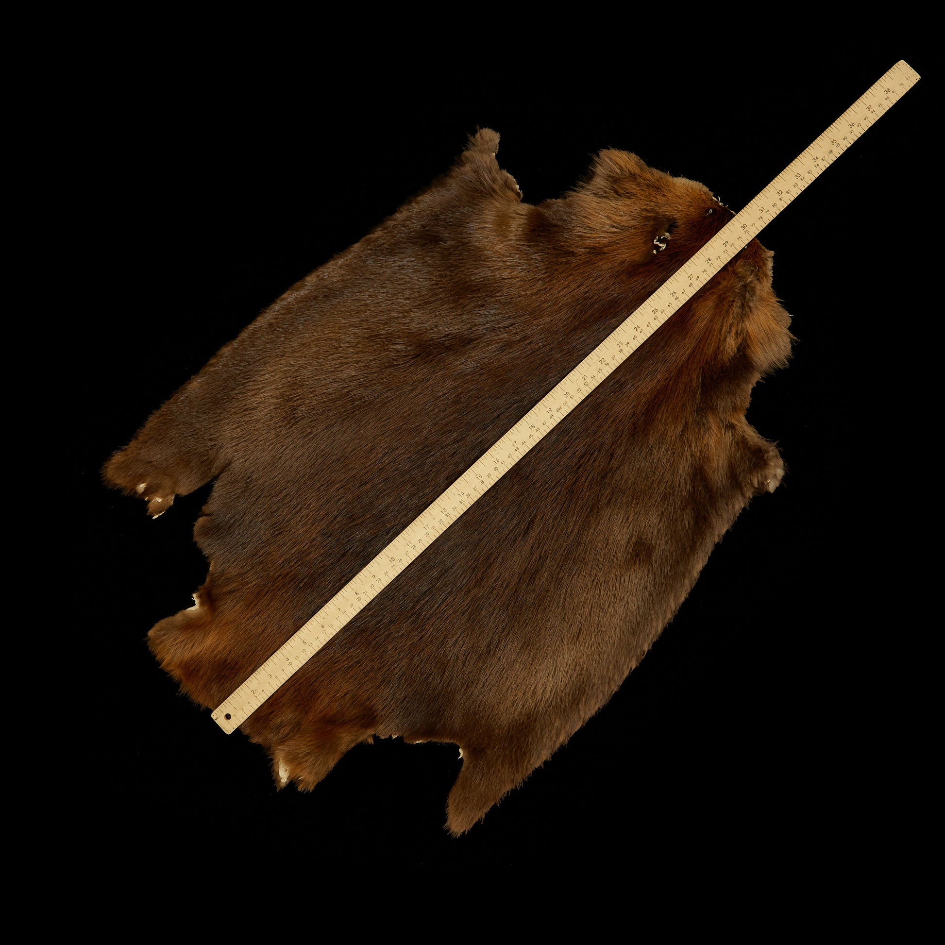 Long Haired Beaver Skin - Natural (Jumbo - size)