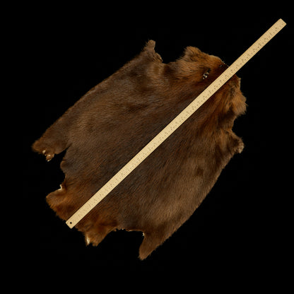 Long Haired Beaver Skin - Natural (Jumbo - size)