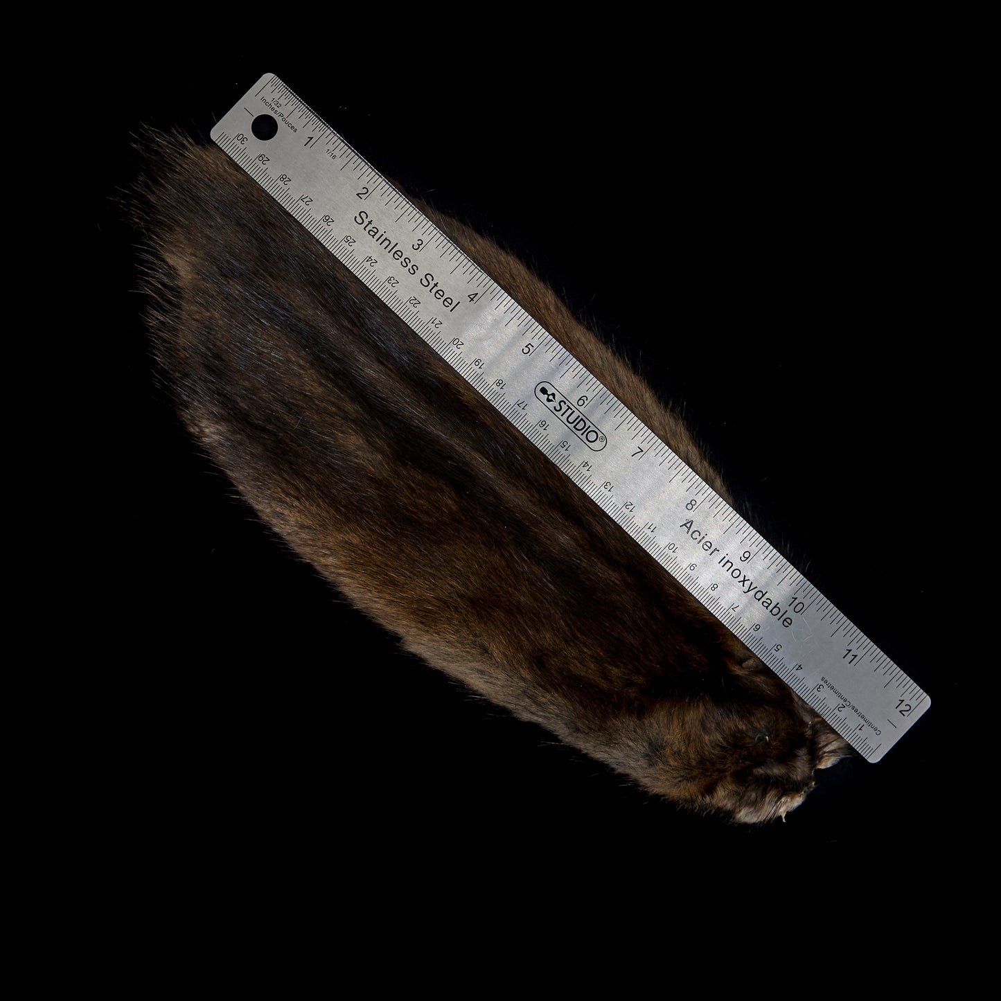 Muskrat - measured