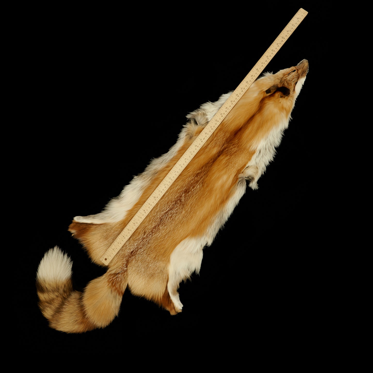 Red Fox (Wild) - measured