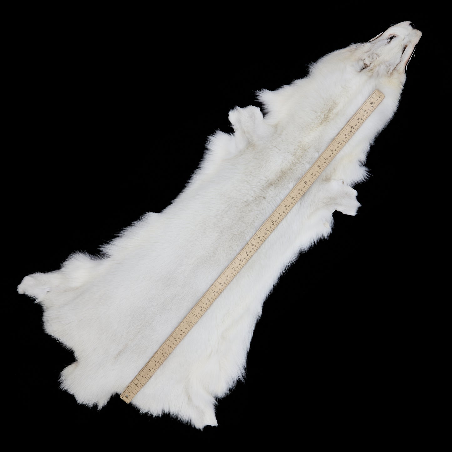 Shadow Fox (Natural White) - measured