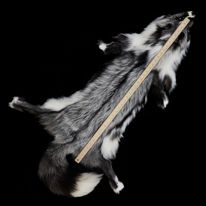 Shadow Marble Fox (Arctic Shadow) - measured