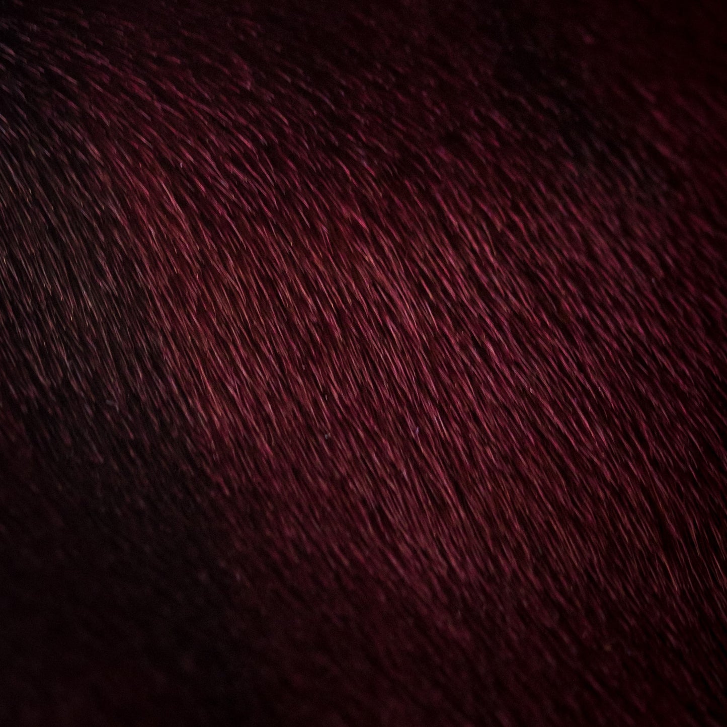 Dyed Harp Seal Skin - Burgundy (close)