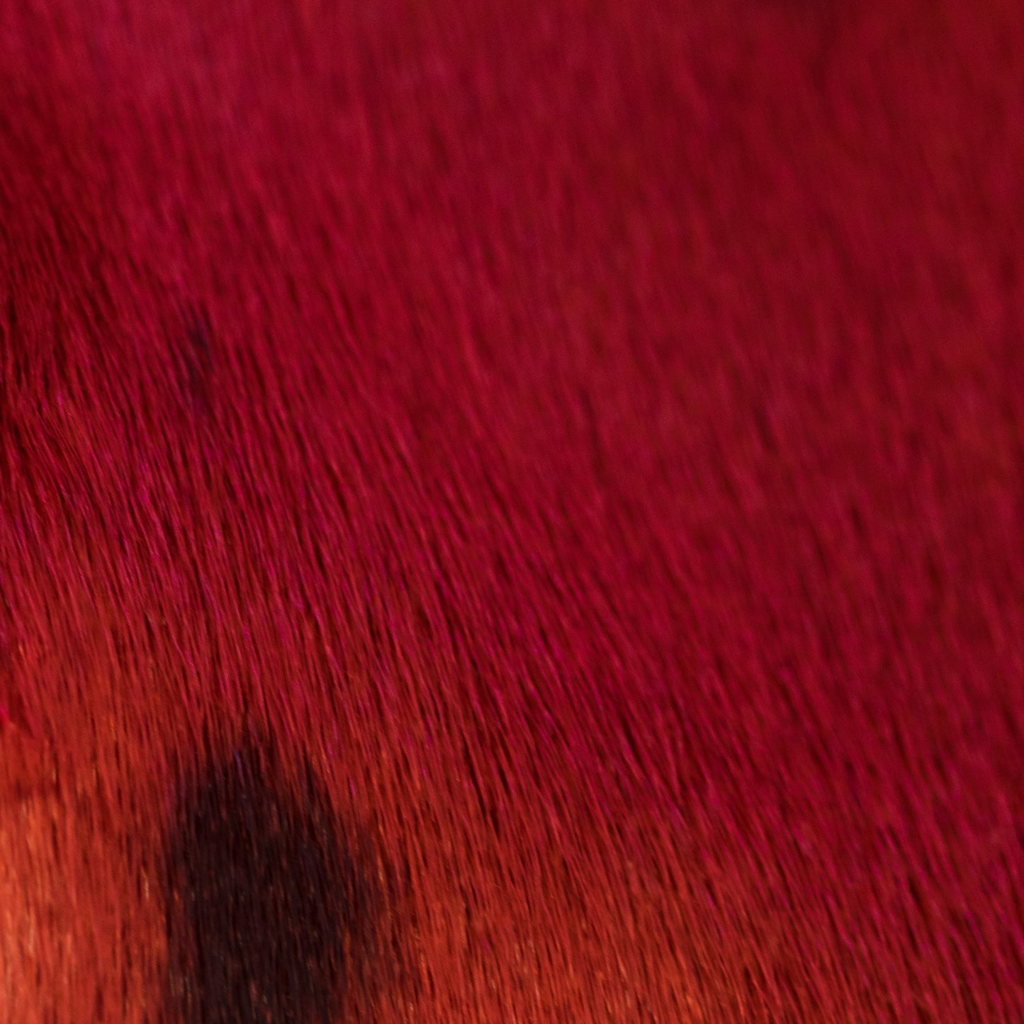 Dyed Harp Seal Skin - Cherry Red (close)