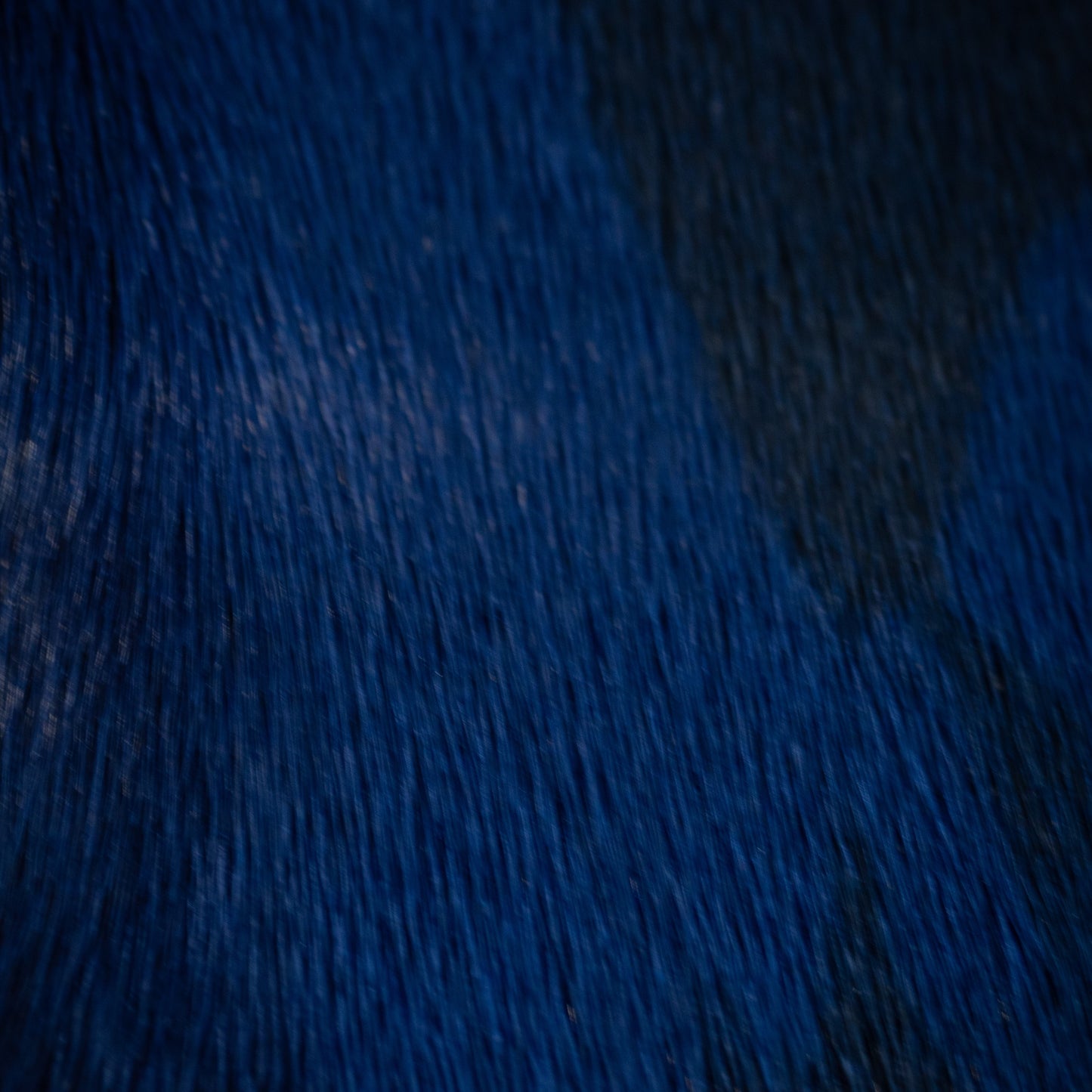 Dyed Harp Seal Skin - Electric Blue (close)