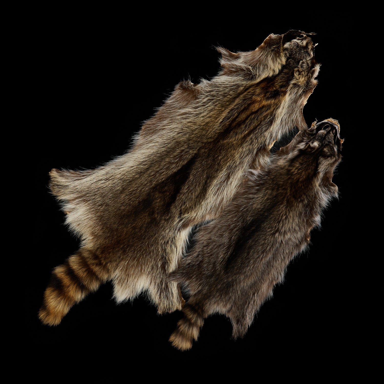 Raccoon Pelts