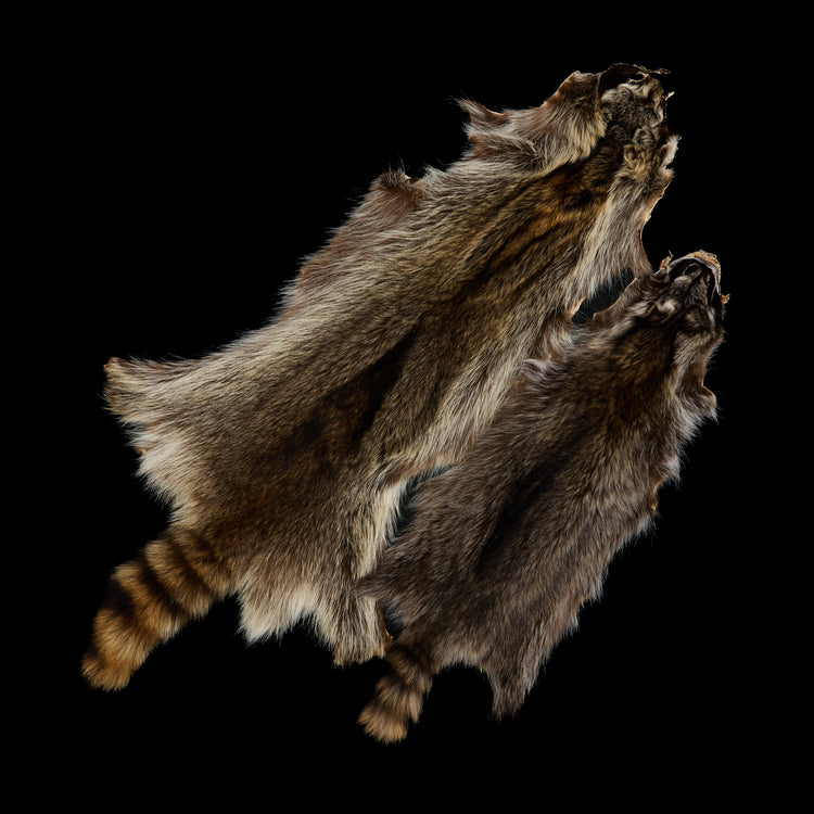Raccoon Pelts