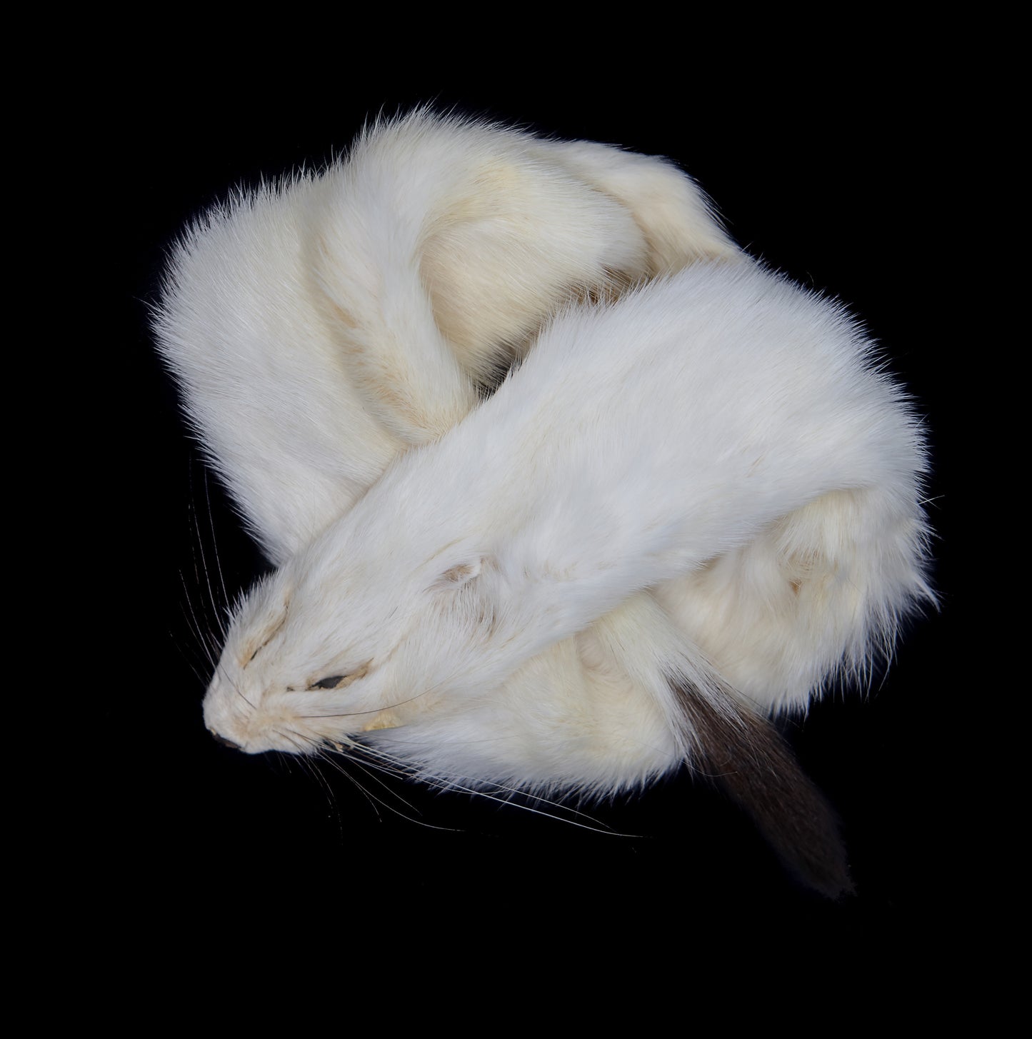 Ermine Long Tail Weasel fur pelts