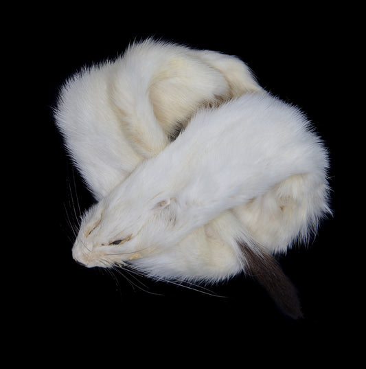Ermine Long Tail Weasel fur pelts