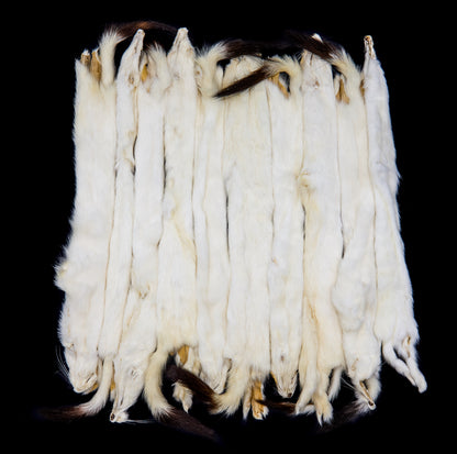 Ermine Long Tail Weasel pelt bulk