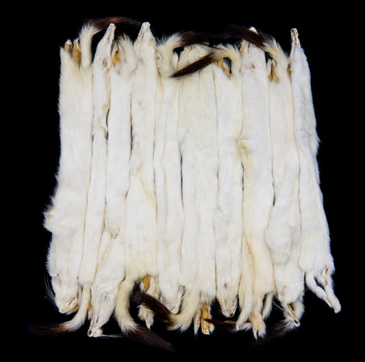 Ermine Long Tail Weasel pelt bulk