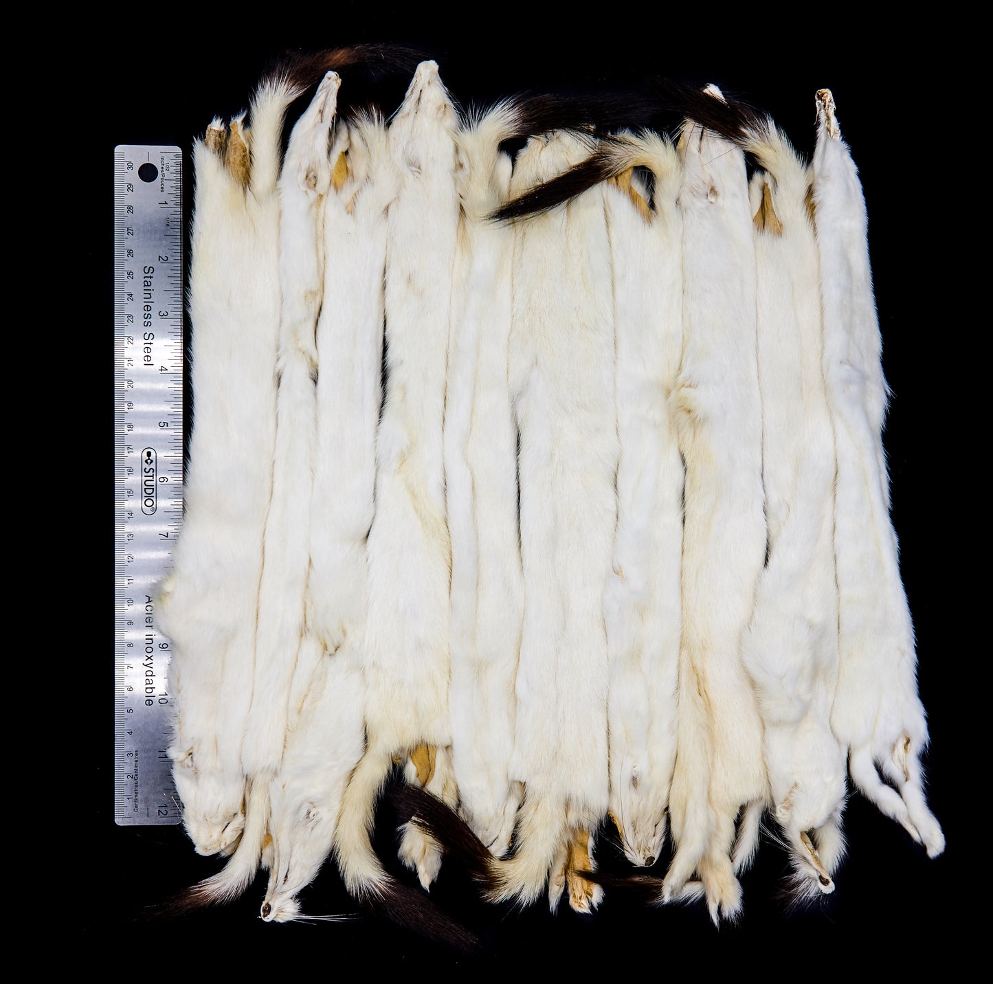 Ermine Long Tail Weasel fur pelt bulk