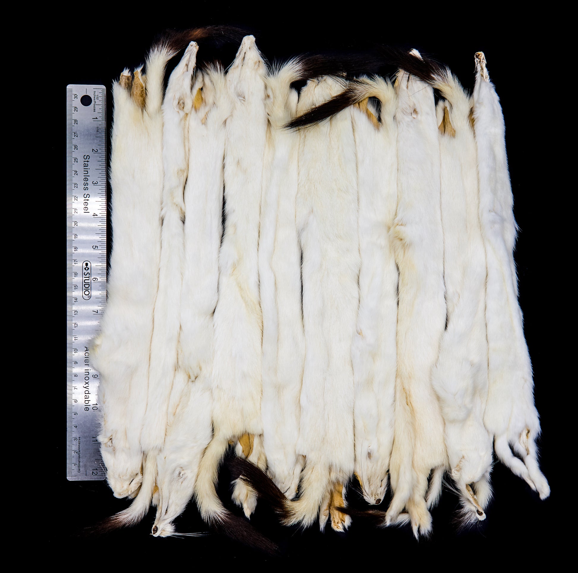 Ermine Long Tail Weasel fur pelt bulk