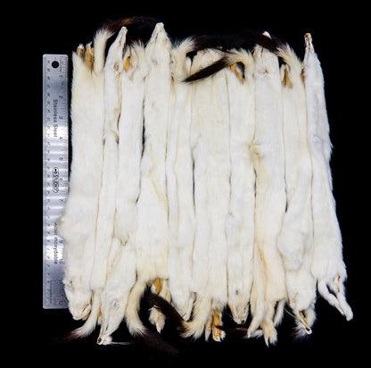 Ermine Long Tail Weasel fur pelt bulk