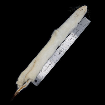 Ermine Long Tail Weasel Length