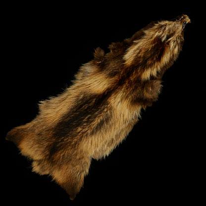 Finn Raccoon pelt