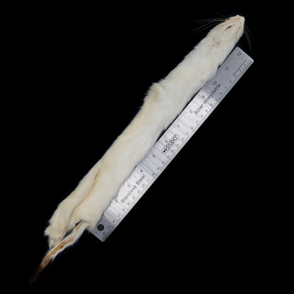 Ermine (Long Tail Weasel) measured