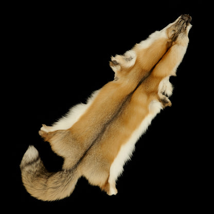 Golden Island Fox (flat)