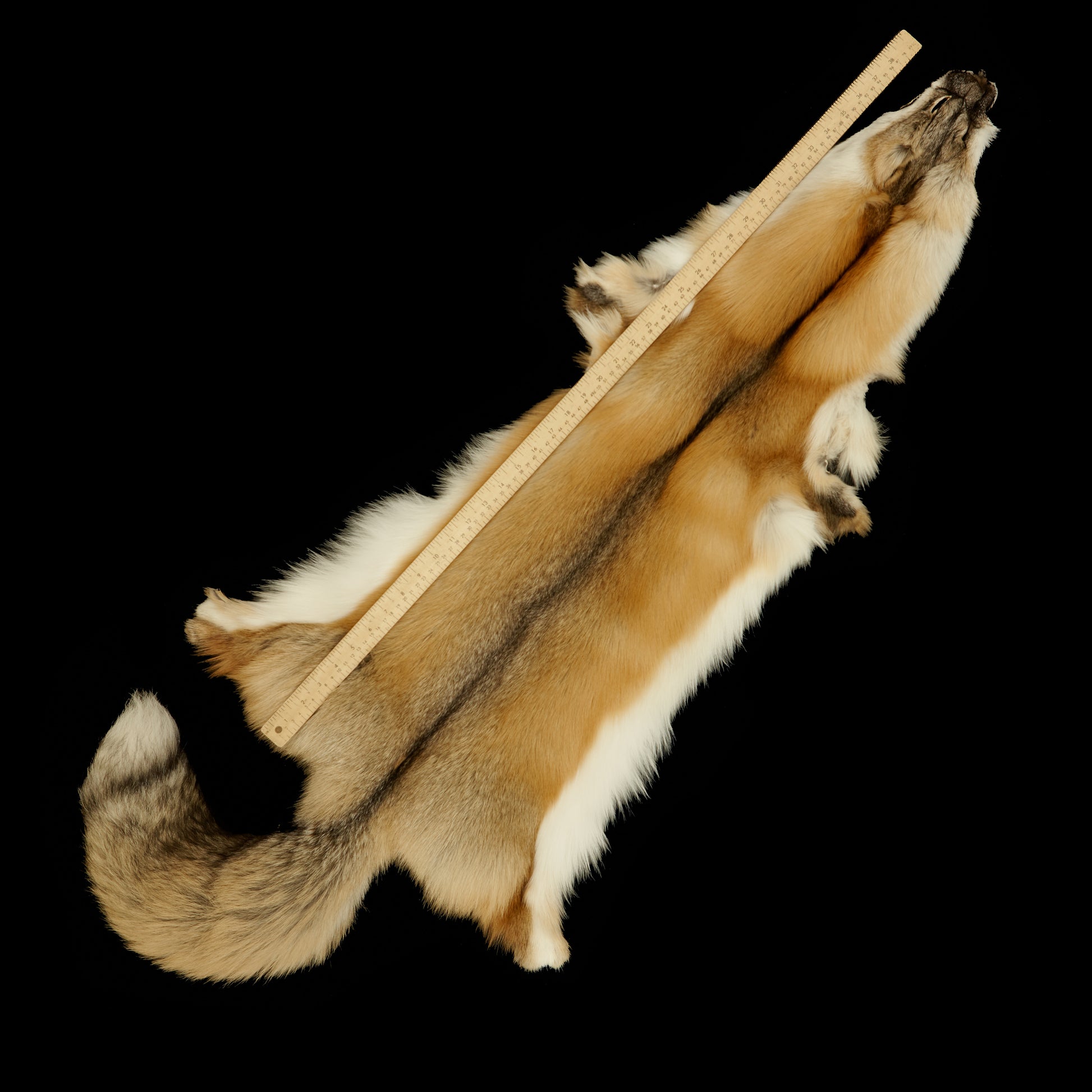 Golden Island Fox (measured)