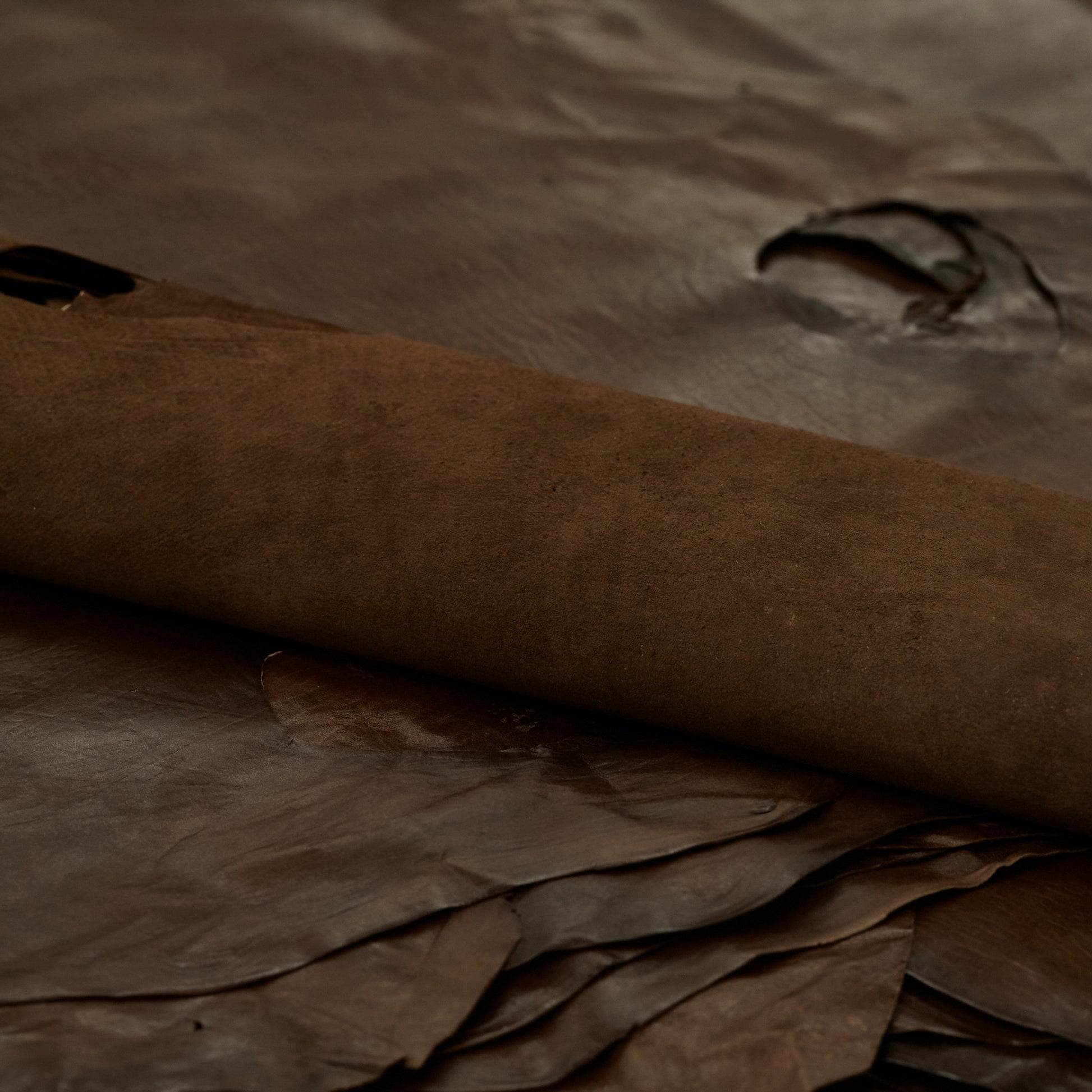 ethically sourced Harp Seal Leather - Brown (roll)