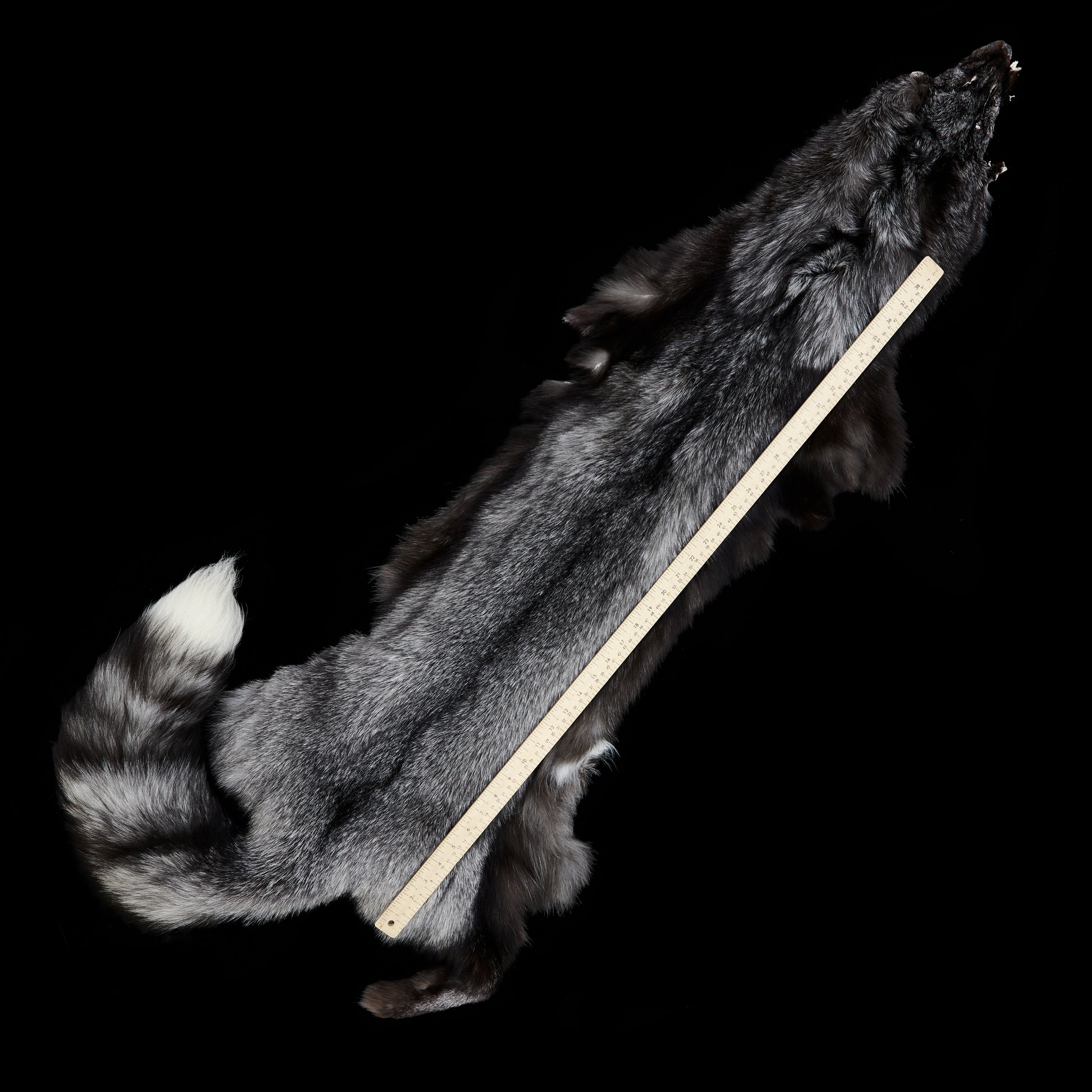 Indigo (Blue Frost) Fox - measured