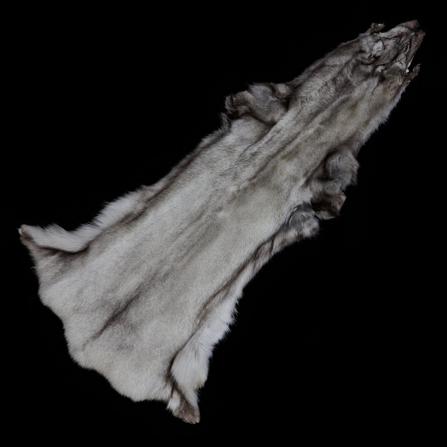 Norweigan Blue Fox (flat)