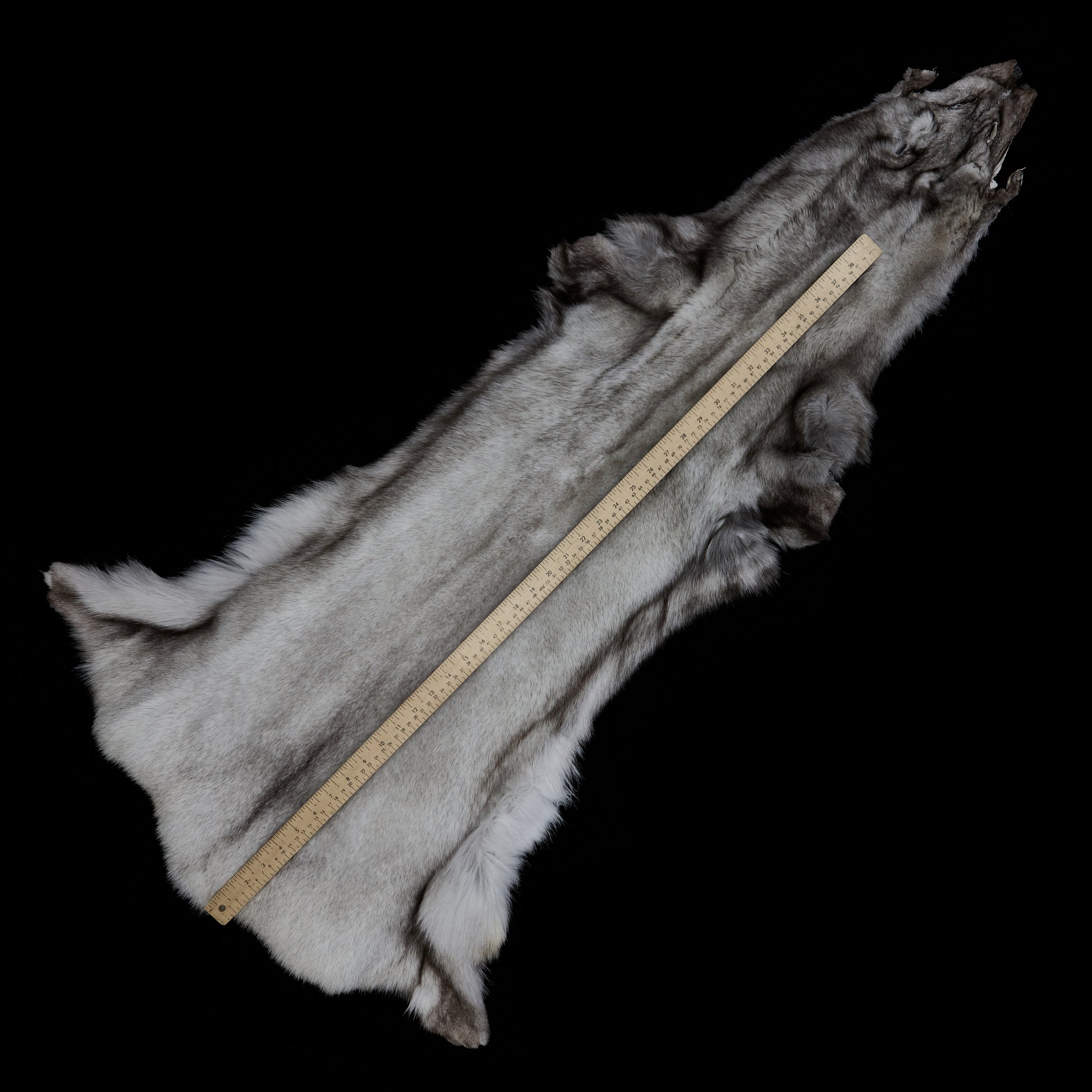 Norweigan Blue Fox (measured)