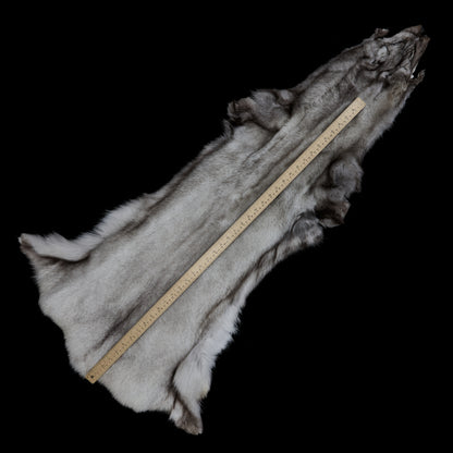 Norweigan Blue Fox (measured)