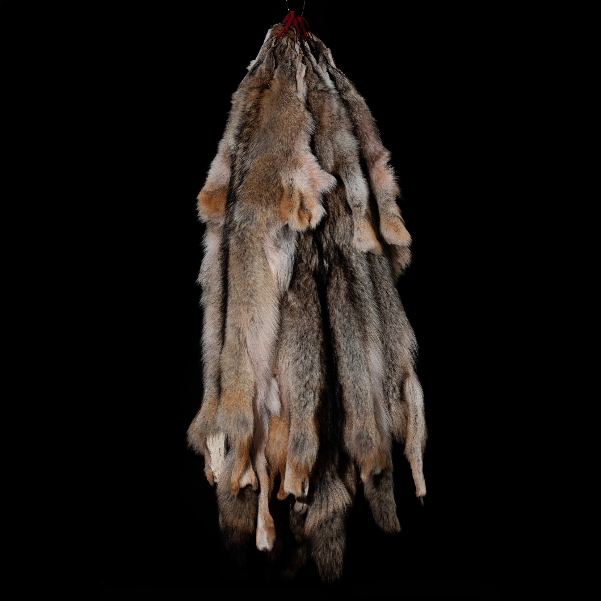 Coyote Fur Pelt Dark jumbo