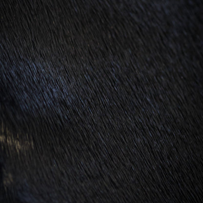 Dyed Harp Seal Skin - Black, texture