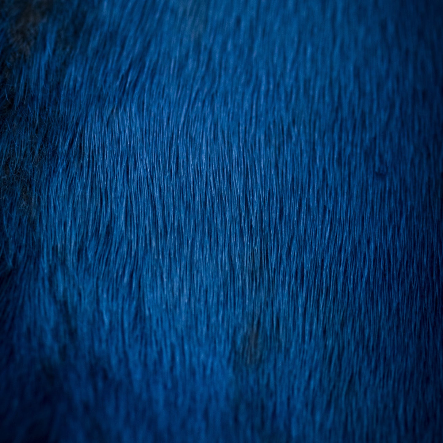 Harp Seal Skin - Sky Blue (close)